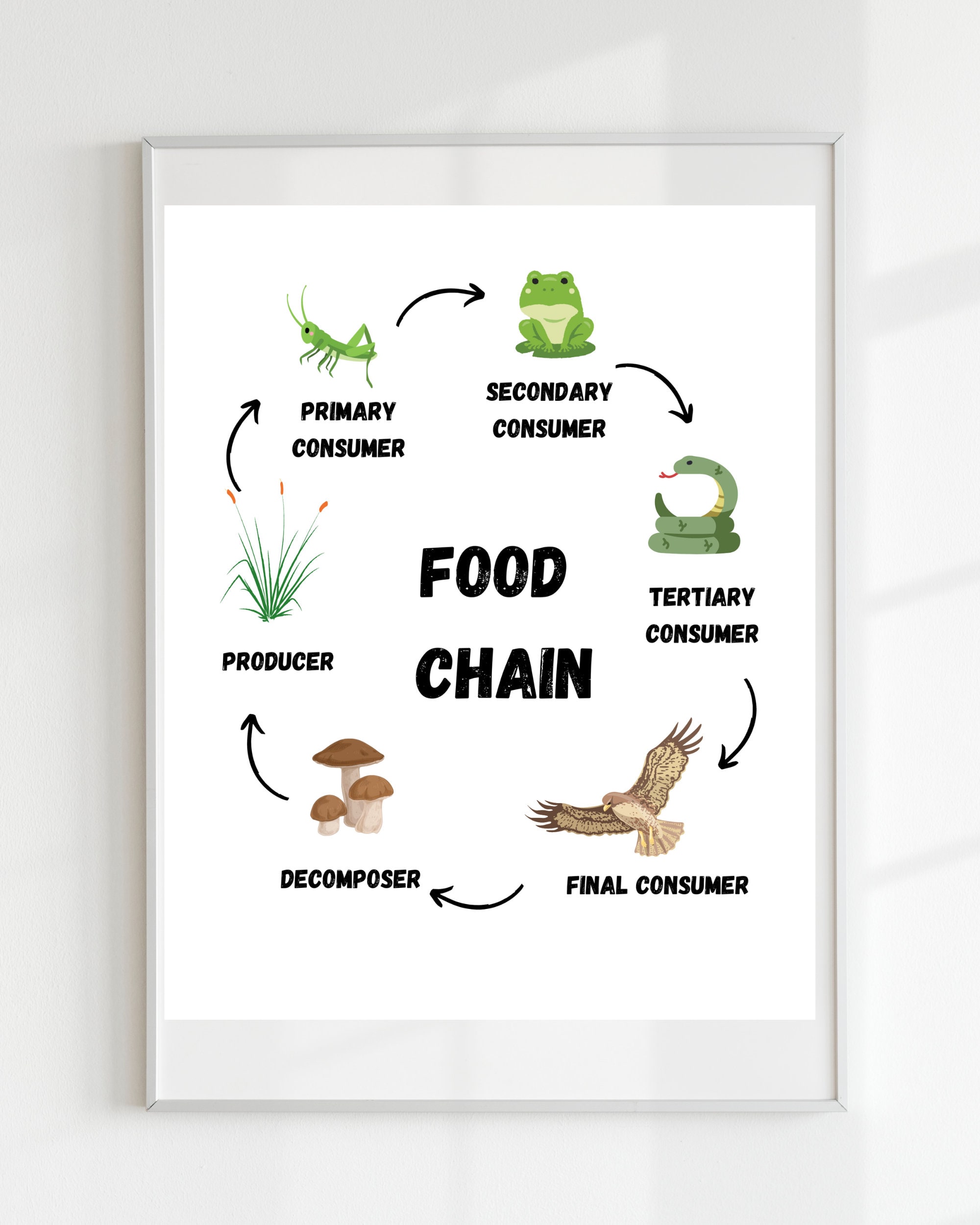 Food Chain Poster,educational Print, Classroom Poster, Anatomy Print ... Biology Diagrams