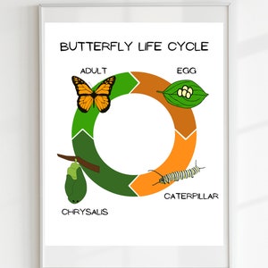 Butterfly Life Cycle Poster,Educational Print, Printable Wall Art, Montessori Classroom, Homeschool Decor, Classroom Decor, DIGITAL DOWNLOAD