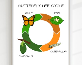 Butterfly Life Cycle Poster,Educational Print, Printable Wall Art, Montessori Classroom, Homeschool Decor, Classroom Decor, DIGITAL DOWNLOAD