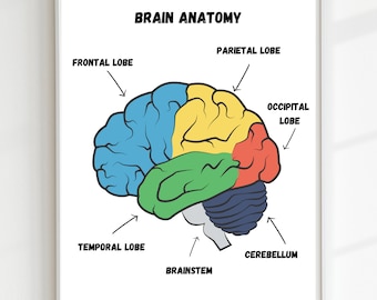 Brain Anatomy Poster,Educational Print, Classroom Poster, Anatomy Print, DIGITAL DOWNLOAD