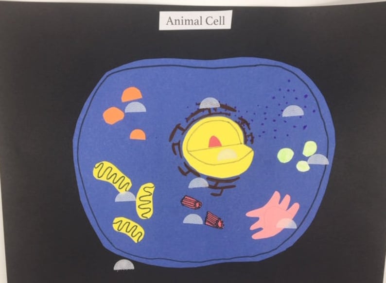 Animal Cell Diagram, Matching Activity (10pc), Homeschool Materials ...