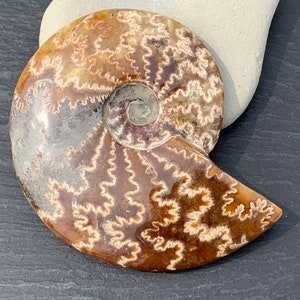 May include: A fossilized ammonite with a brown and white spiral shell pattern. The shell has a smooth, polished surface.