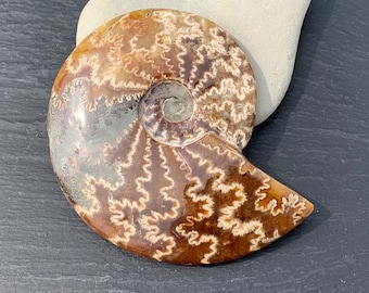 Large A-Grade Madagascan Ammonite Fossil with Strong Suture Patterns