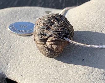 Devonian 3D Enrolled Trilobite Fossil Pendant Necklace, Trilobite Jewellery