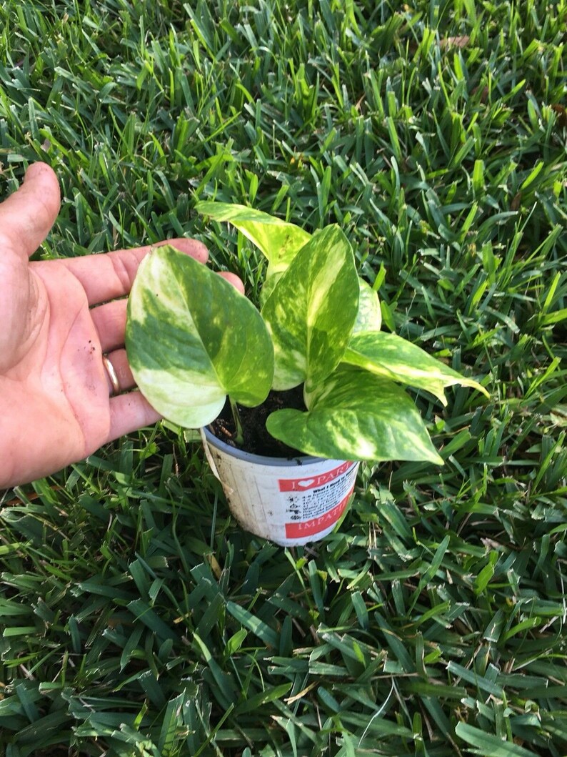 Leaves Golden Queen Pothos Vine Philodendron Devil/'s Ivy Money Snake 1 Plant 5