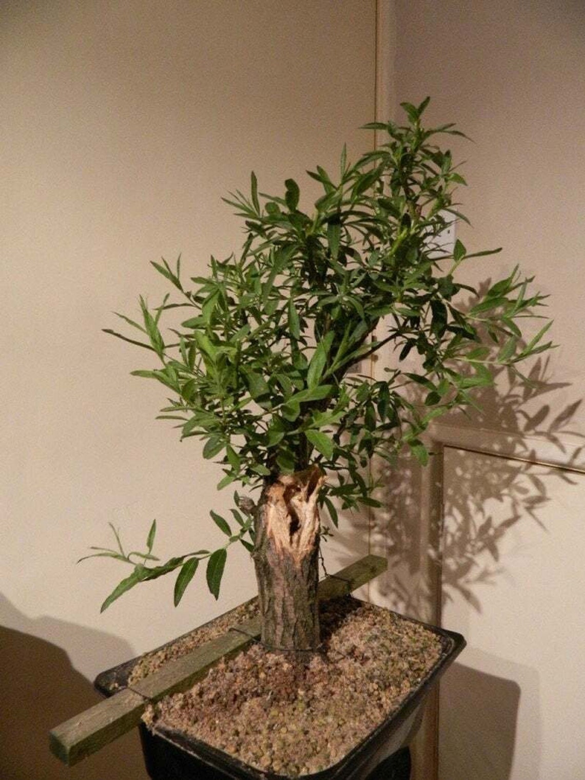 Bonsai Black Willow Tree Thick Trunk Cutting Exotic Bonsai Etsy
