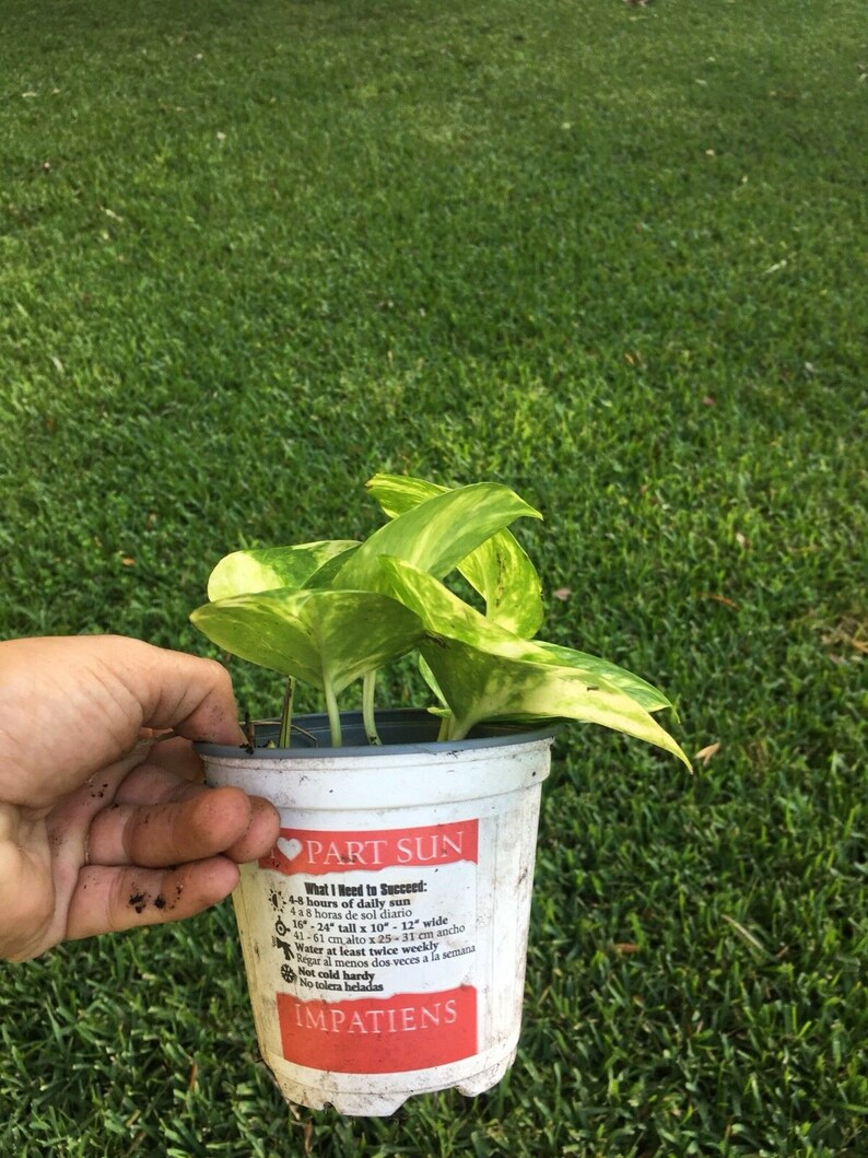 Leaves Golden Queen Pothos Vine Philodendron Devil/'s Ivy Money Snake 1 Plant 5