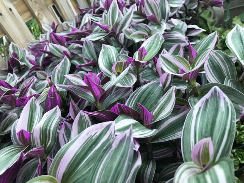 Nanouk Pink Wandering Jew Tricolor plant Super Rare 2 | Etsy