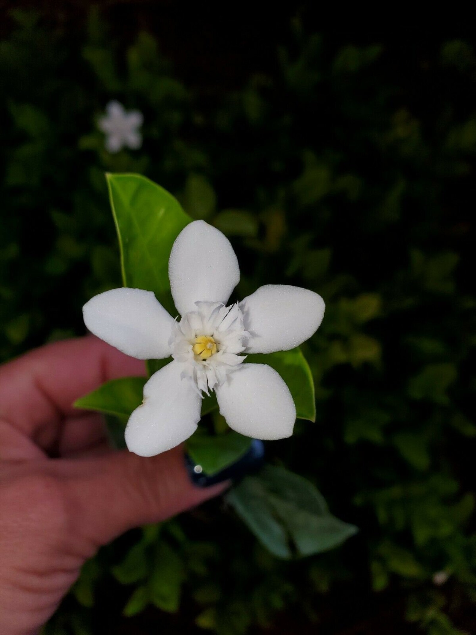 Asian Snow Jasmine Live plantWrightia antidysentericaPlug Etsy