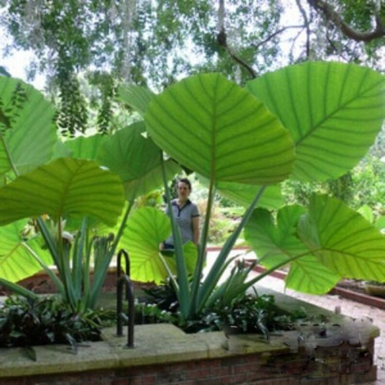 Thailand Giant Colocasia gigantea Thai Giant Elephant Ear