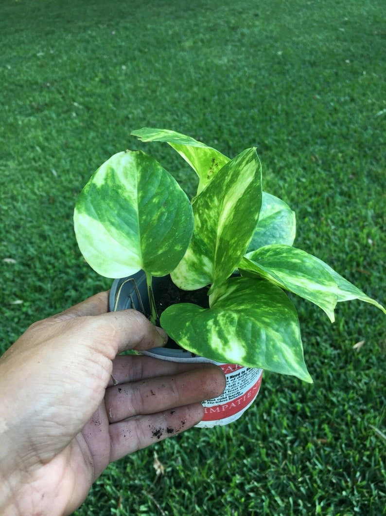 Leaves Golden Queen Pothos Vine Philodendron Devil/'s Ivy Money Snake 1 Plant 5