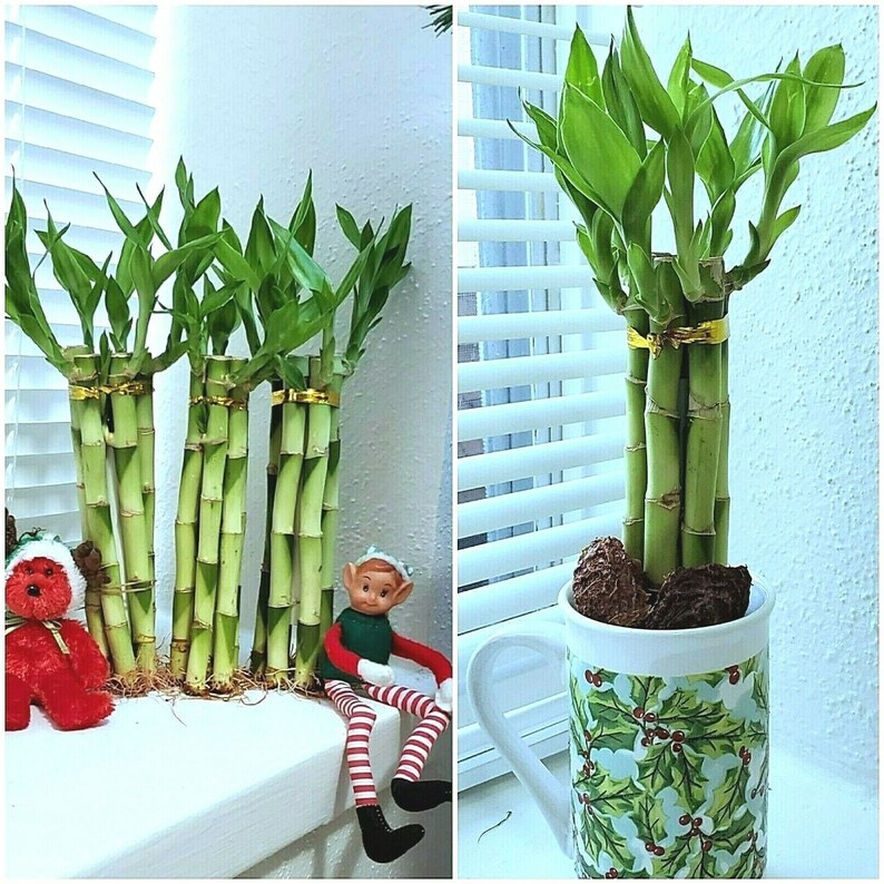 Gift 8 inches Lucky Bamboo 6 Healthy Plants Indoor Plant All Year Feng Shui