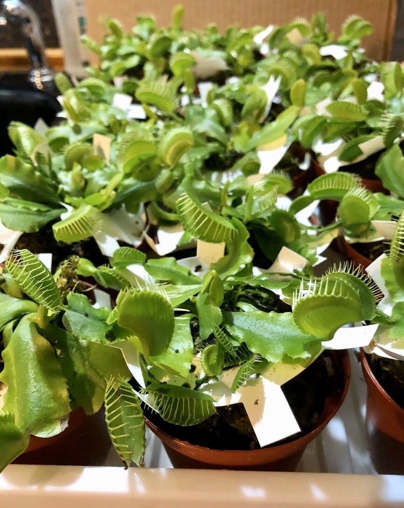 where can you buy a venus flytrap plant