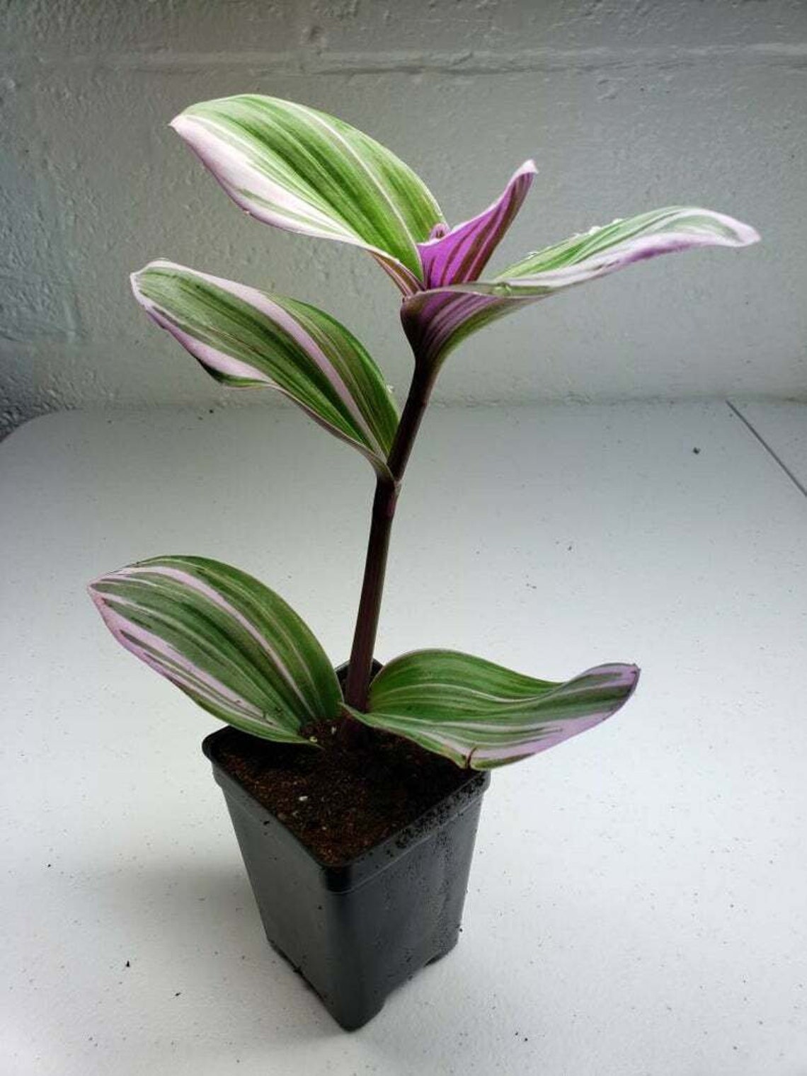 PINK Tradescantia Nanouk Houseplants Live Plant in Pot indoor Etsy