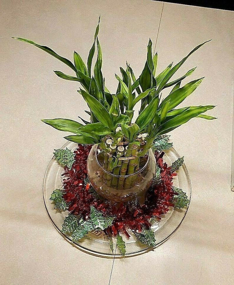 Gift 8 inches Lucky Bamboo 6 Healthy Plants Indoor Plant All Year Feng Shui