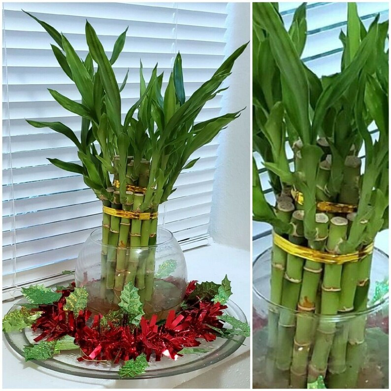 Gift 8 inches Lucky Bamboo 6 Healthy Plants Indoor Plant All Year Feng Shui