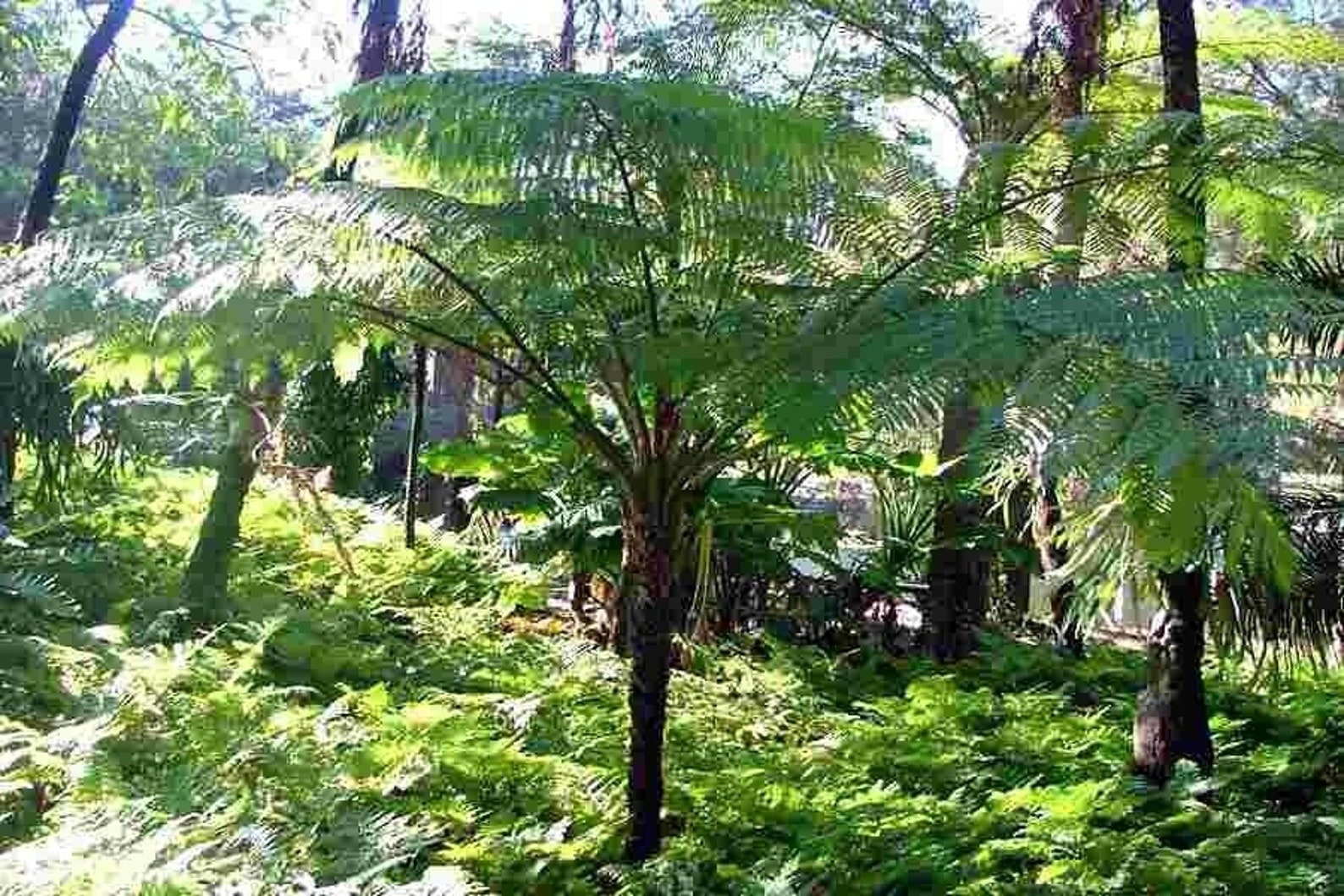 Helecho de árbol australiano Cyathea cooperi 4 Pot | Etsy