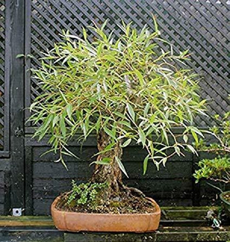 Bonsai Globe Willow Tree Thick Trunk Cutting Exotic Bonsai Etsy