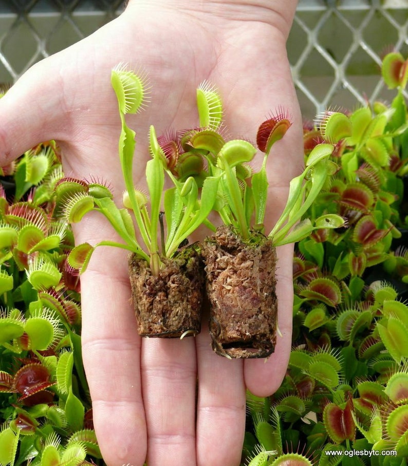 LIVE Adult Venus Flytrap Dente Fly Trap Plant Etsy
