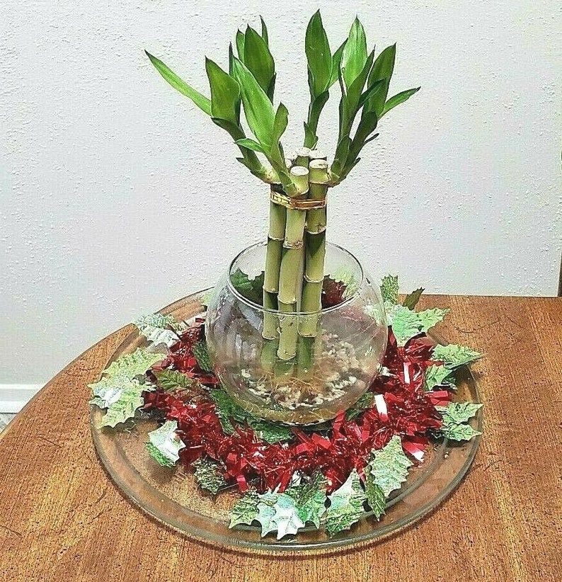 Gift 8 inches Lucky Bamboo 6 Healthy Plants Indoor Plant All Year Feng Shui