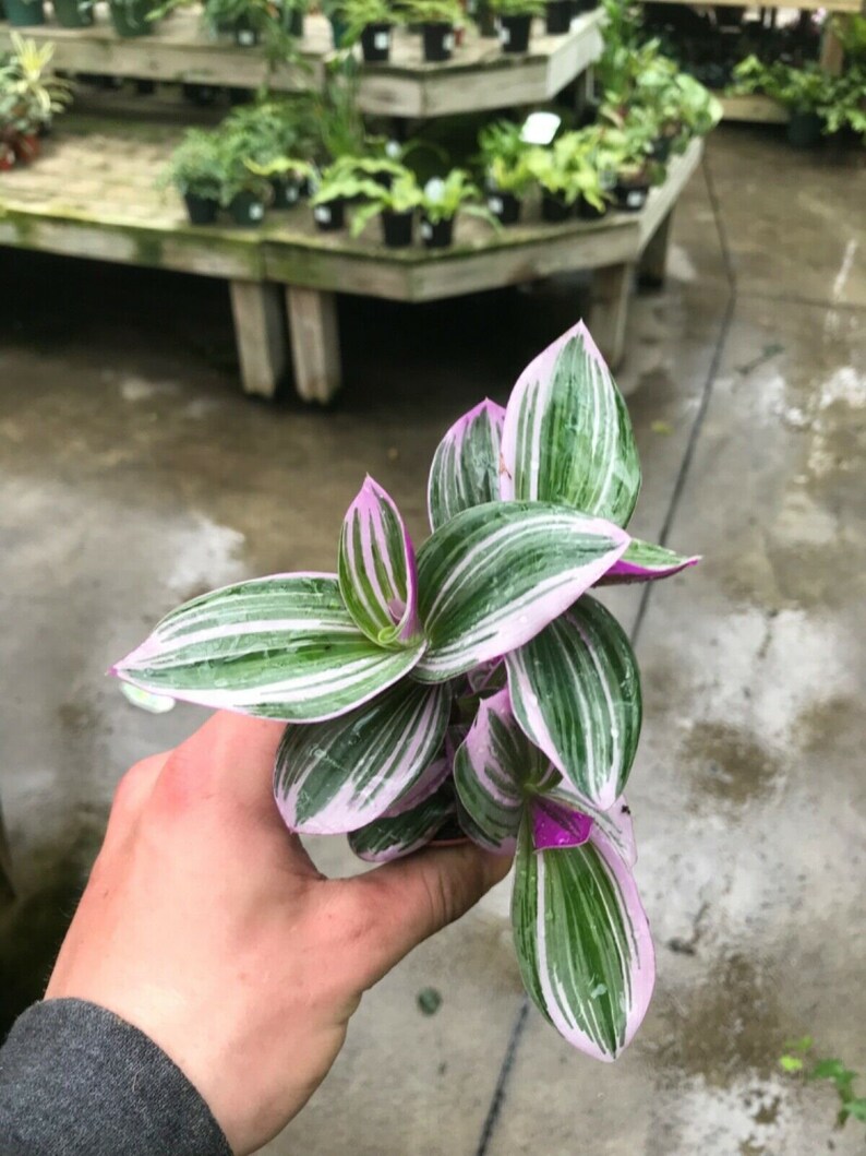 Nanouk Pink Wandering Jew Tricolor plant Super Rare 2 Etsy