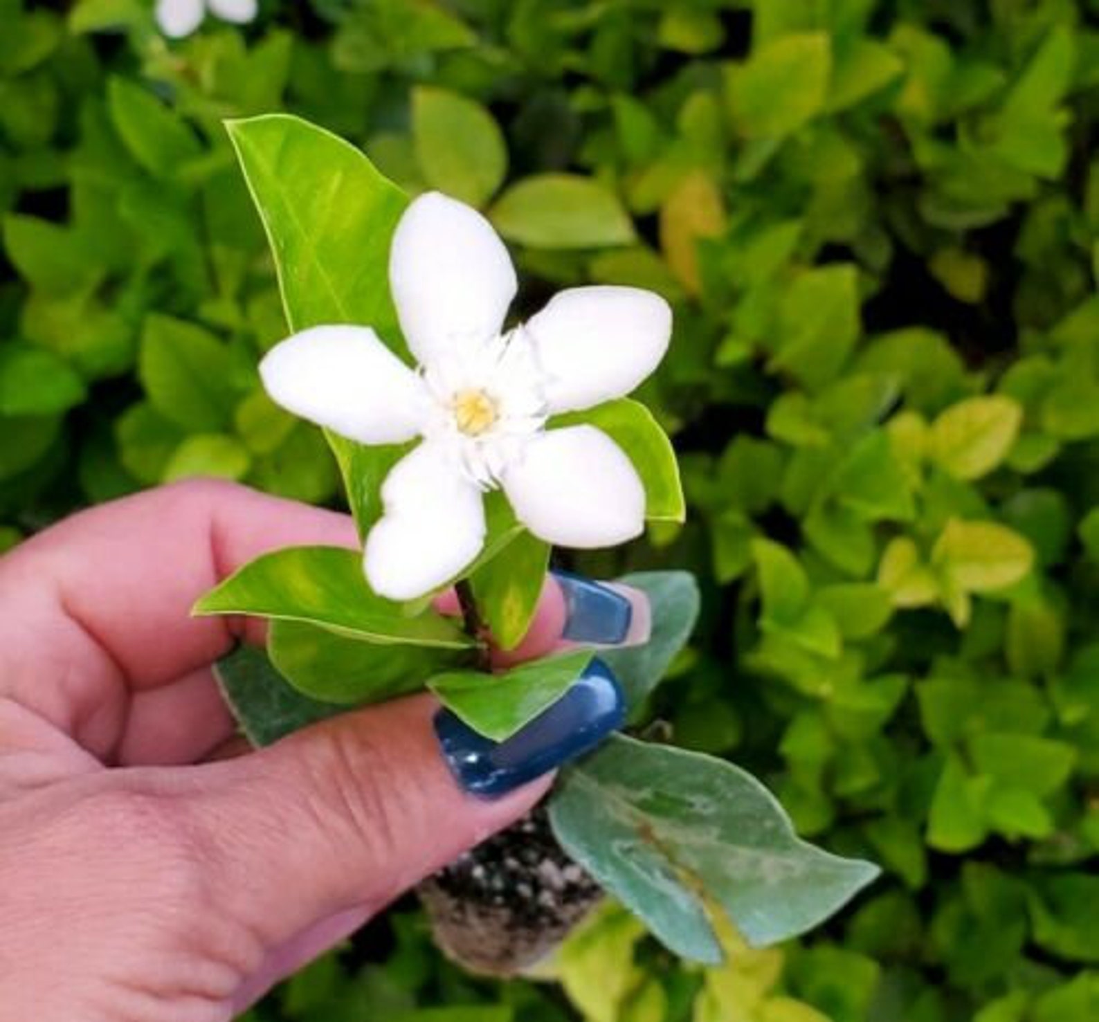 Asian snow jasmine plant