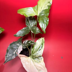 Variegated Syngonium Albo – Live Arrowhead Plant in 4&quot; Pot