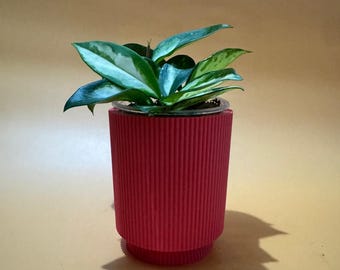 Planter with drip tray