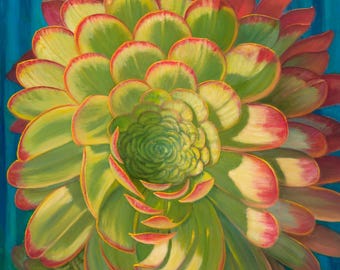 Succulent Aeonium Blushing Beauty
