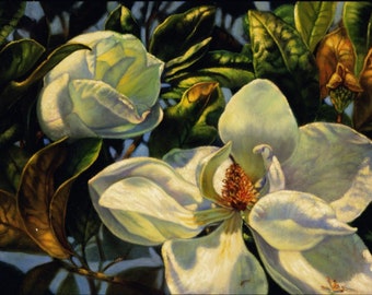 Glorious Magnolia