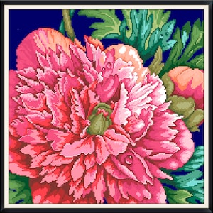 May include: A close-up of a pink peony flower with green leaves against a dark blue background. The flower is in full bloom and has a delicate, layered texture.
