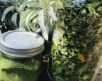 Biologische Malunggay Moringa