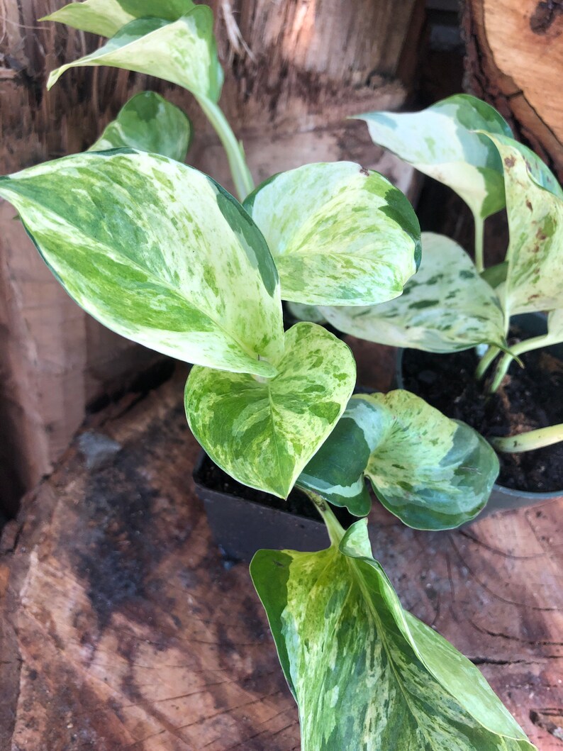 Manjula Pothos find live plants indoors houseplant Etsy