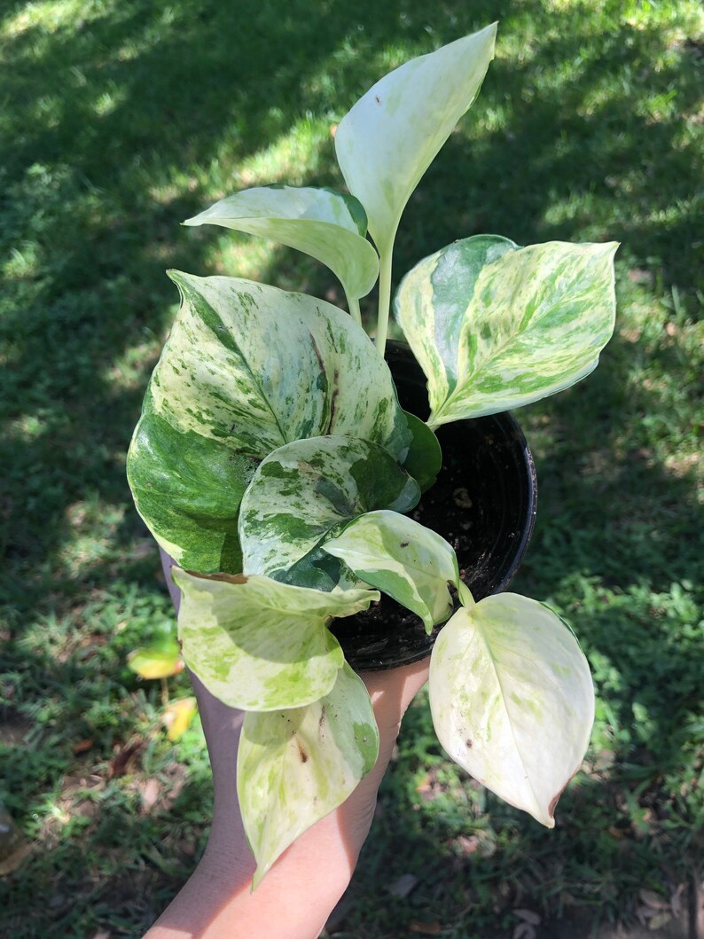 Manjula Pothos find live plants indoors