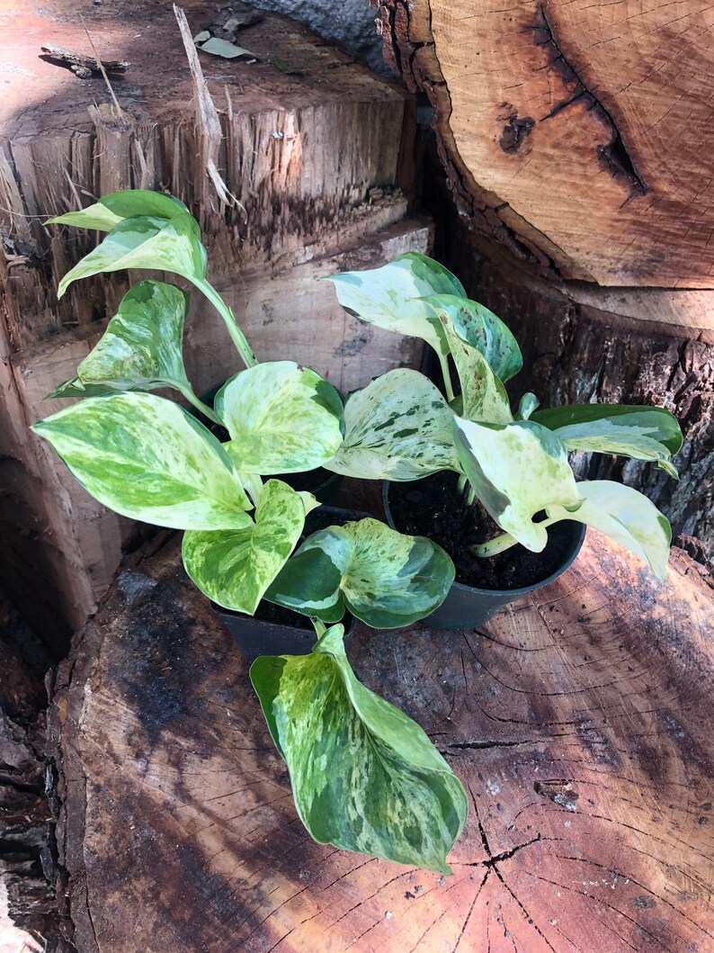 Manjula Pothos find live plants indoors