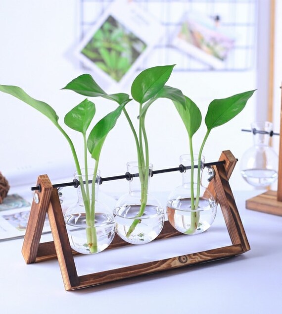 3 Vase Propagation Vase Propagation Station Hydroponics Etsy