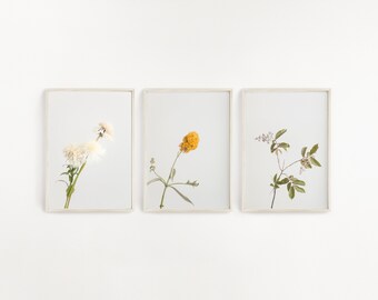 Set of 3 flower prints, Modern Farmhouse white and yellow, Botanical wall art print, Minimalist all white decor,