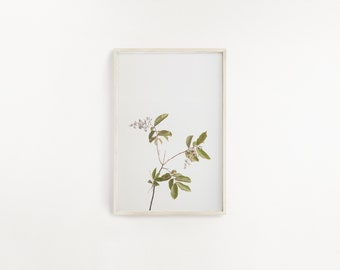 One Digital Print, Botanical Wall Art, Printable Wall Art, Farmhouse Decor, Plant photograph, Botanical Poster, Home Decor, Plant Art Print