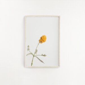 One Digital Print, Botanical Wall Art, Printable Wall Art, Farmhouse Decor, Plant photograph, Botanical Poster, Home Decor, Plant Art Print