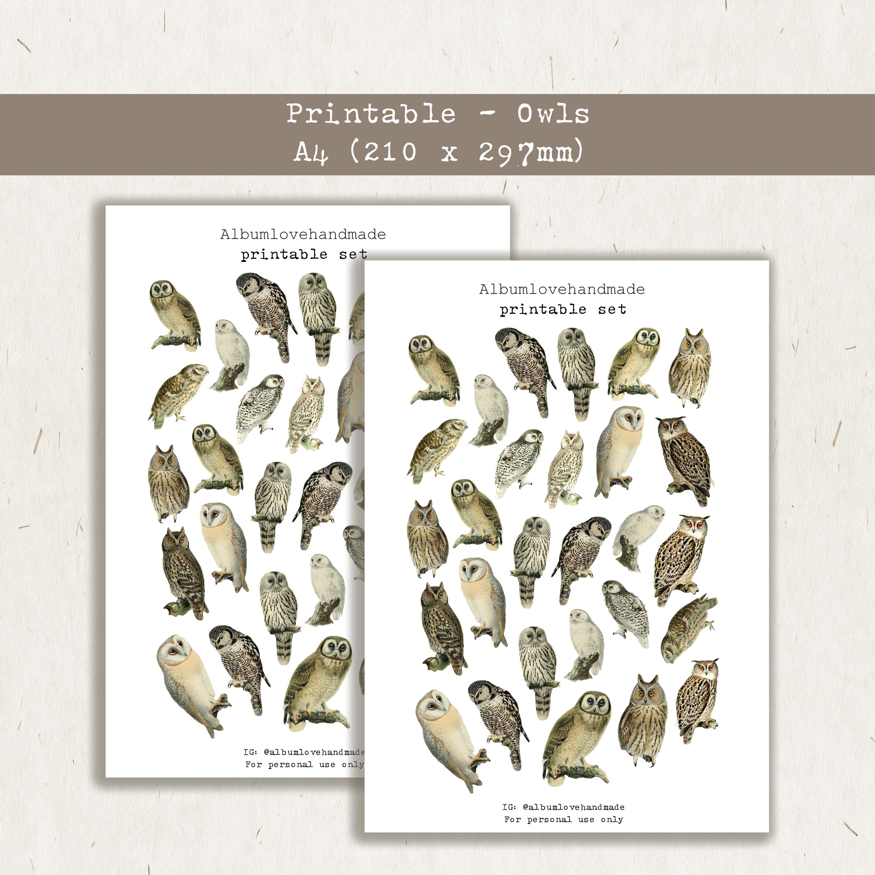Owl Printable Stickers: Journaling, Scrapbooking (A4, .studio File, .PNG)