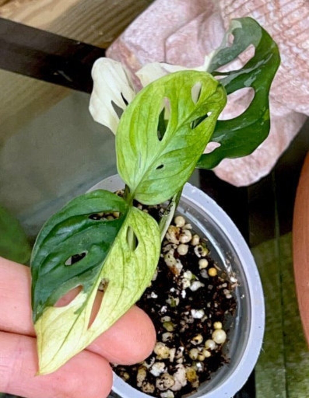 Monstera Plant Adansonii Half Moon Albo Variegated Live Plant Etsy