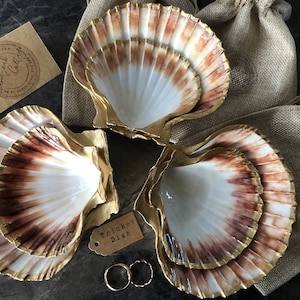 Puede incluir: Cuatro conchas de vieira con borde dorado, cada una con un patr&oacute;n marr&oacute;n y blanco, dispuestas sobre una superficie oscura. Las conchas est&aacute;n anidadas entre s&iacute;, creando una exhibici&oacute;n decorativa. Una peque&ntilde;a etiqueta con el texto "Trinket Dish" es visible en la esquina inferior izquierda.