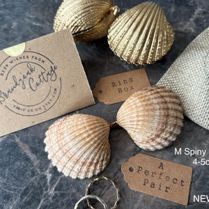 Puede incluir: Un surtido de elementos decorativos, que incluyen conchas doradas, una peque&ntilde;a bolsa de yute y dos conchas naturales. La imagen tambi&eacute;n presenta peque&ntilde;as etiquetas que dicen "Ring Box" y "A Perfect Pair". El texto "M Spiny Cockle 4-5cm" tambi&eacute;n es visible.