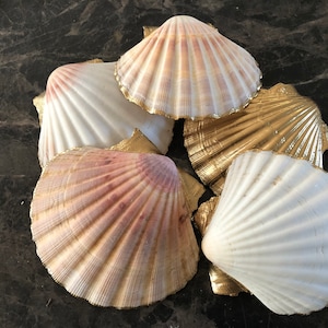 Puede incluir: Cinco conchas de vieira con detalles dorados. Las conchas est&aacute;n dispuestas en un grupo sobre una superficie gris oscuro. Algunas de las conchas son blancas, mientras que otras tienen un tono rosado.