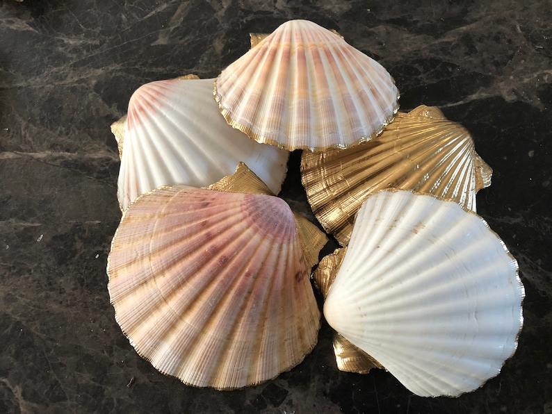 Puede incluir: Cinco conchas de vieira con detalles dorados. Las conchas est&aacute;n dispuestas en un grupo sobre una superficie gris oscuro. Algunas de las conchas son blancas, mientras que otras tienen un tono rosado.
