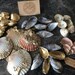 Gold Shell Decor 30 X Gilded Shells Coastal Decor Bulk Pack, Beach ...