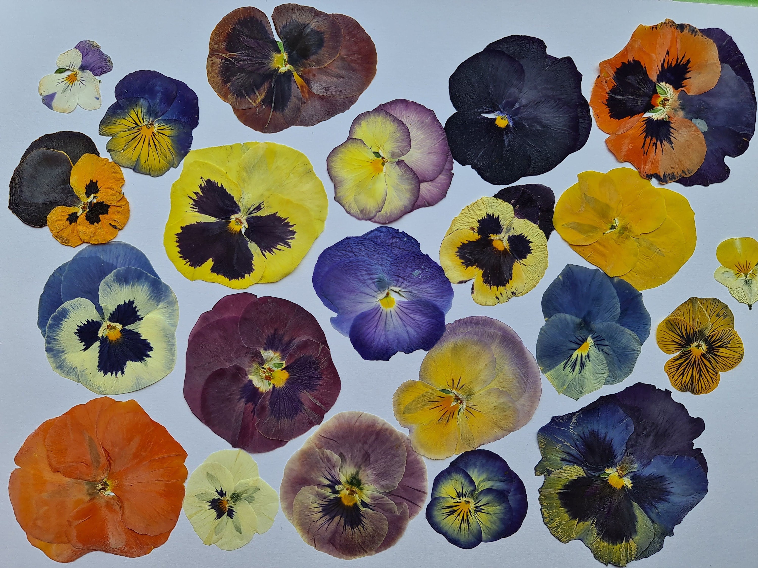 Pressed and Dried Edible Pansy Flowers Organic Grown Sustainably
