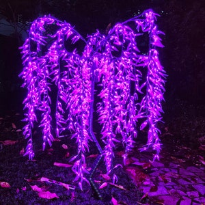 Puede incluir: Un sauce llorón morado con luces enhebradas a través de sus ramas. Las luces están encendidas y crean un efecto brillante.