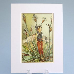 Impression vintage des fées des fleurs de la fée plantain lancéolée, illustration montée 6 x 20 cm. Cadeau idéal prêt à encadrer.