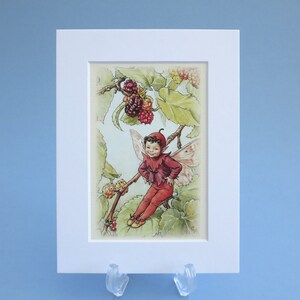 Flower Fairies vintage Mulberry Fairy imprimé 6x8 pouces illustration montée. Cadeau idéal prêt à encadrer pour une chambre de bébé ou d'enfant.